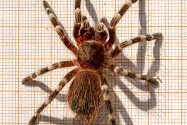 Vogelspinnen kaufen und verkaufen Foto: Lasidora parahybana 0.0.10 / Acanthoscurria geniculata 0.0.24