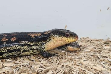 Skinke kaufen und verkaufen Foto: 0,0,1 Alpine Blotchie, Tiliqua nigrolutea