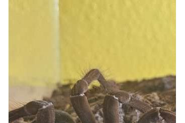 Spinnen und Skorpione kaufen und verkaufen Foto: 0,1 Theraphosa stirmi ca. 2 Jahre alt