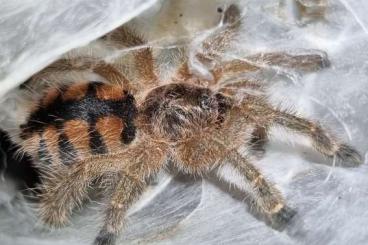 Spinnen und Skorpione kaufen und verkaufen Foto: 1,2 Avicularia minatrix zusammen