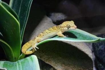 Geckos kaufen und verkaufen Foto: 0,0,3 Geckoella (Cyrtodactylus) nebulosa 