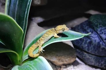 Geckos kaufen und verkaufen Photo: Geckoella (Cyrtodactylus) nebulosa 