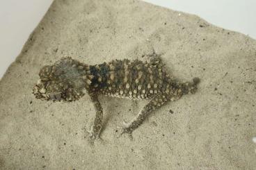 Lizards kaufen und verkaufen Photo: Nephrurus cb 2023 and 2024 for Houten