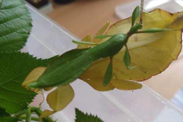 Insekten kaufen und verkaufen Foto: Wandelnde Blätter Phyllium letiranti Tabata 