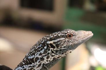 Lizards kaufen und verkaufen Photo: Biete 2.0 Varanus macraei