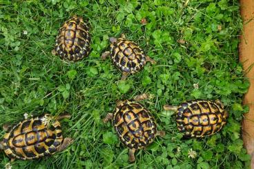 Tortoises kaufen und verkaufen Photo: Testudo hermanni hermanni