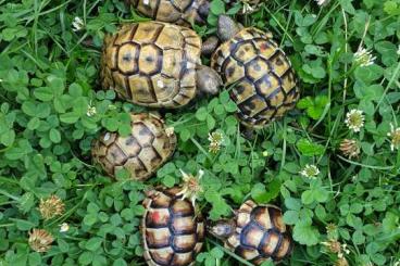 Tortoises kaufen und verkaufen Photo: Testudo hermanni boettgeri, graeca ibera, marginata
