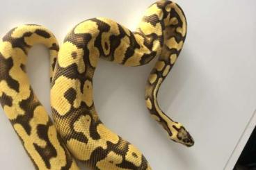 Snakes kaufen und verkaufen Photo: Verkaufe Königspython Weibchen 