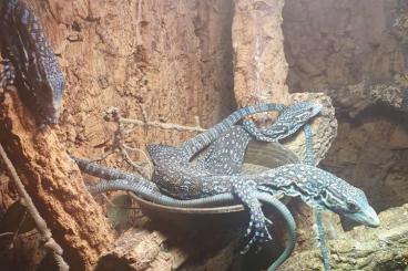 Monitor lizards kaufen und verkaufen Photo: Varanus macraei Nachzuchten