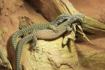 Echsen  kaufen und verkaufen Foto: Gebe ab : 1,1 Varanus acanthurus