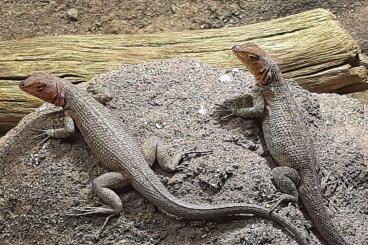 Lizards kaufen und verkaufen Photo: Gebe ab : 0,1 Microlophus cf. indefatigabilis / albemarlensis