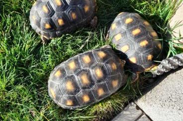 Landschildkröten kaufen und verkaufen Foto: Köhlerschildkröten weiblich 