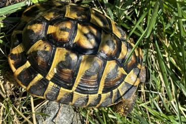 Landschildkröten kaufen und verkaufen Foto:  Hermanni Hermanni Mallorca Balear