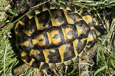 Landschildkröten kaufen und verkaufen Foto: 1.0 Testudo Hermanni Hermanni Mallorca Balear 