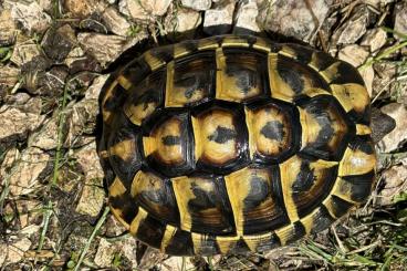 Landschildkröten kaufen und verkaufen Foto: 1.0 Testudo Hermanni Hermanni Mallorca Balear