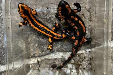 salamanders kaufen und verkaufen Photo: Salamandra Salamandra terrestris rot