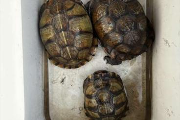 Sumpfschildkröten kaufen und verkaufen Foto: 1.2 Dosenschildkröten terrapene carolina 