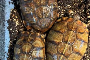 Turtles kaufen und verkaufen Photo:     1.2 Terrapene Carolina Carolina amerikanische Dosenschikdkröten