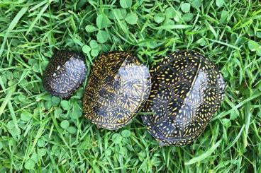 Turtles kaufen und verkaufen Photo: Europäische Sumpfschildkröten Emys orbicularis