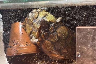 Sumpfschildkröten kaufen und verkaufen Foto: 1.2 amerikanische Dosenschildkröten Terrapene Carolina Carolina