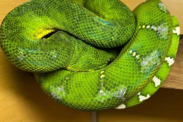 Snakes kaufen und verkaufen Photo: Snakes Boas, Pythons, Colubrids