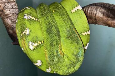 Schlangen kaufen und verkaufen Foto: Corallus caninus, Leiopython, Boa constrictor…