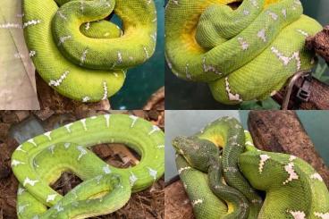 Schlangen kaufen und verkaufen Foto: Snakes Boas, Pythons, Colubrids available