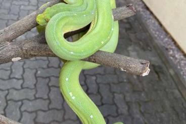 Schlangen kaufen und verkaufen Foto: Boas, Pythons, Colubrids…