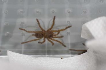 Spinnen und Skorpione kaufen und verkaufen Foto: Harpactira pulchripes - good price!