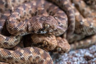 Venomous snakes kaufen und verkaufen Photo: Verkaufe/For sale: Echis leucogaster CB 2022, Daboia russelii CB 2021