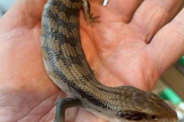 Skinks kaufen und verkaufen Photo: Eyeband Eastern blue tongues