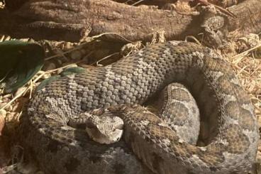 Giftschlangen kaufen und verkaufen Foto: Montivipera xanthina, Ottoman vipers