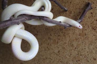 Nattern ungiftige  kaufen und verkaufen Foto: Axanthic Königsnattern het Snow (Lampropeltis hondurensis) 