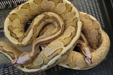Königspythons kaufen und verkaufen Photo: Super Vanilla und Super GHI (Python regius) Königspythons kaufen und verkaufen Photo: Super Vanilla und Super GHI (Python regius)
