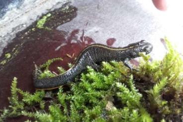 Molche kaufen und verkaufen Foto: Kammmolche & Bergmolche (Triturus carnifex& Triturus alpestris)