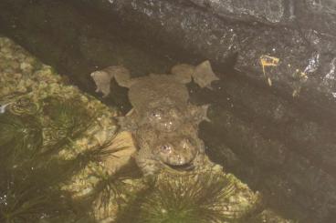 Frösche  kaufen und verkaufen Foto: Gelbbauchunken (Bombina variegata)