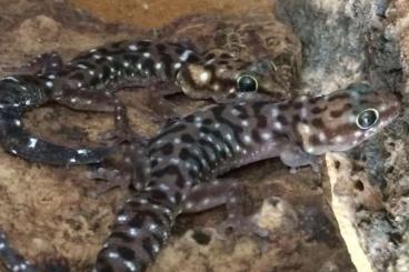 Geckos kaufen und verkaufen Photo: Biete Chondrodactylus und Pachydactylus Nz