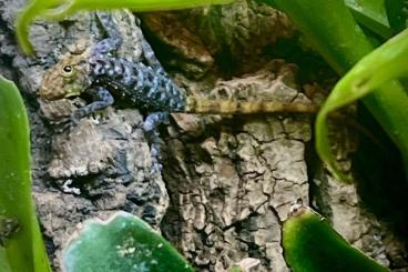 Geckos kaufen und verkaufen Foto: Biete Zwerggecko Nachzuchten für Hamm 