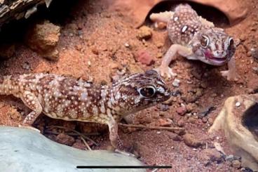 Geckos kaufen und verkaufen Photo: Chondrodactylus angulifer 