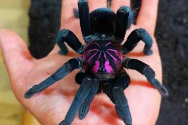 Spiders and Scorpions kaufen und verkaufen Photo: Böcke mit frischer Reifehäutung RH und unverpaart oder sub...