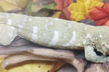 Geckos kaufen und verkaufen Photo: R. Leachianus Mt Koghis poss.melanistic