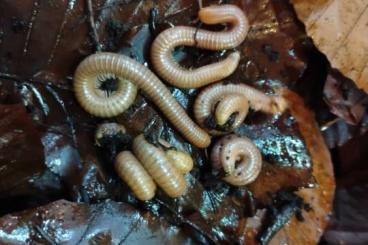 Myriapoda kaufen und verkaufen Foto: Biete/Tausche Tausendfüßer