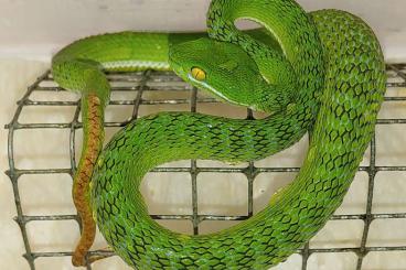 Venomous snakes kaufen und verkaufen Photo: Trimeresurus macrops NZ23