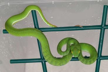 Venomous snakes kaufen und verkaufen Photo: Trimeresurus macrops NZ23