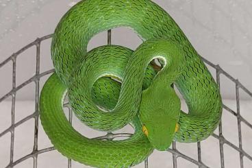 Giftschlangen kaufen und verkaufen Foto: 0,4 Trimeresurus macrops NZ23