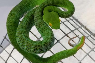 Venomous snakes kaufen und verkaufen Photo: Diverse Schlangen für Hamm