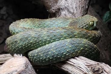 Giftschlangen kaufen und verkaufen Photo: Atheris squamigera NZ 23 und 24 Giftschlangen kaufen und verkaufen Photo: Atheris squamigera NZ 23 und 24