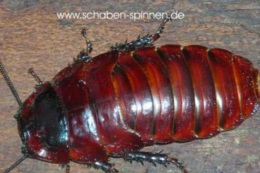 Insekten kaufen und verkaufen Foto: Cockroaches and other insects 
