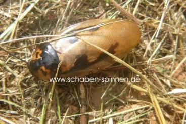 Futtertiere kaufen und verkaufen Foto: Offer for HAMM Terraristika Reihe 32 /row 32