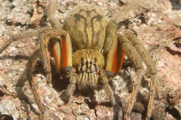 Spinnen und Skorpione kaufen und verkaufen Foto: Vogelspinnen, Skorpione ,labidognathe Spinnen